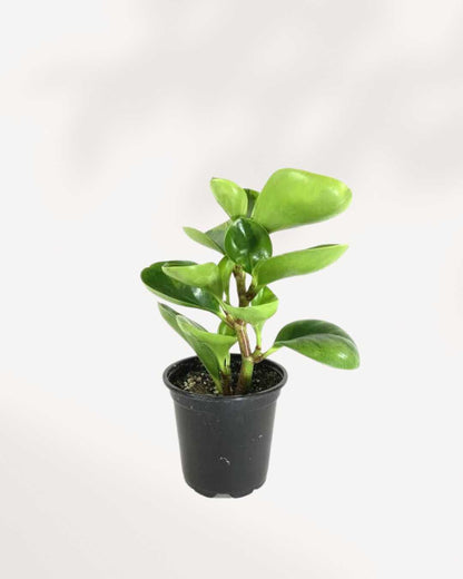 Peperomia Lemon Lime 4" Pot - Small