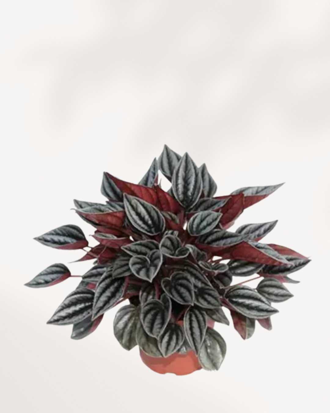 Peperomia Mendoza showing compact rosette leaves