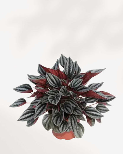 Peperomia Mendoza showing compact rosette leaves
