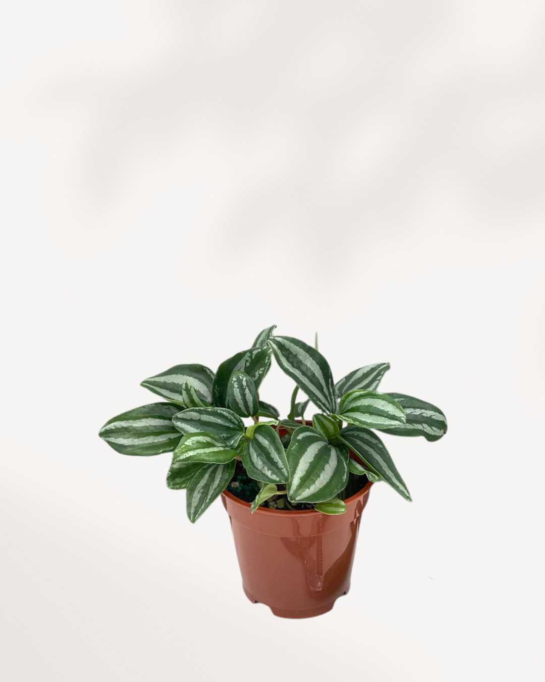 Peperomia Mini Watermelon 3.5" Pot - Small