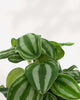 Close-up of Peperomia Mini Watermelon's silver striped leaves