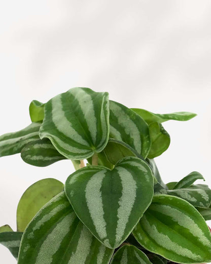 Close-up of Peperomia Mini Watermelon's silver striped leaves
