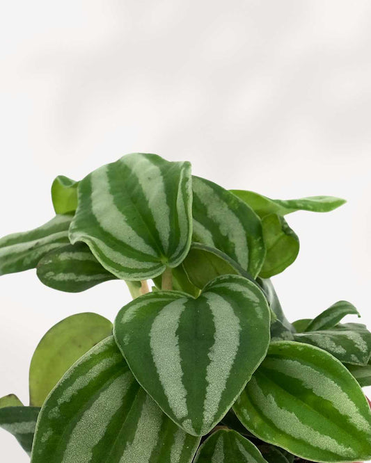 Peperomia Mini Watermelon 3.5" Pot - Small