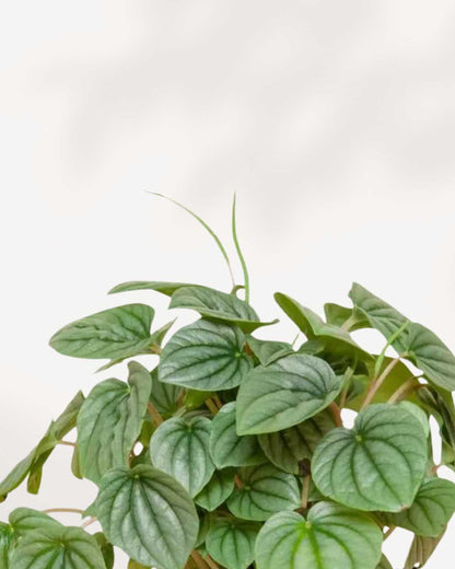 Peperomia Napoli Nights showing metallic blue-green leaves