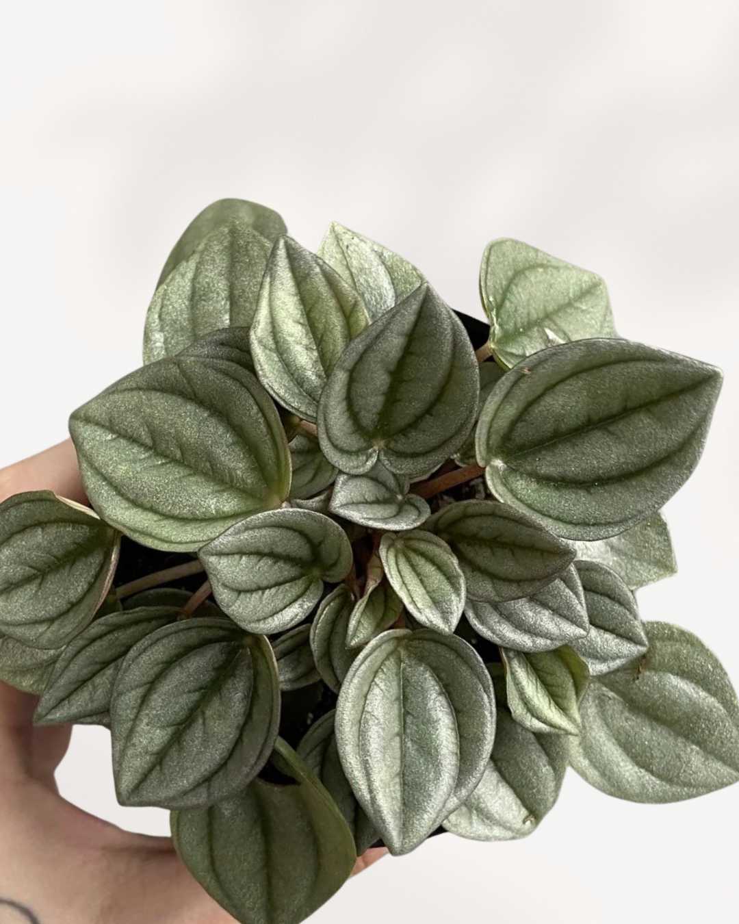 Close-up of Peperomia Napoli Nights spoon-shaped leaves