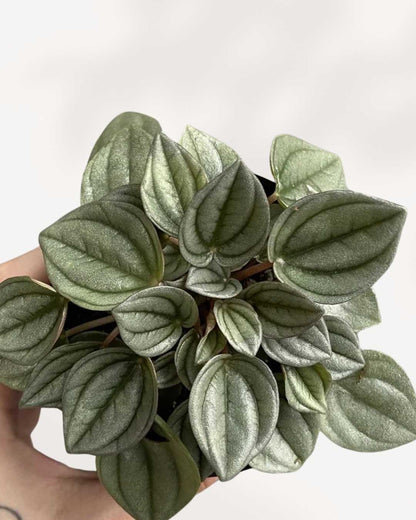 Close-up of Peperomia Napoli Nights spoon-shaped leaves