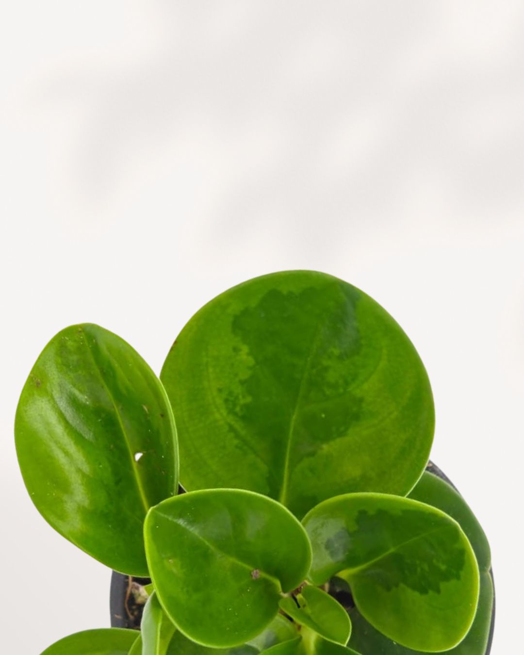 Closeup view of a Peperomia Obtusifolia Lemon Lime showing its thick, rubbery, oval-shaped leaves with unique shades of vibrant lime and deep green variegation against a clean white background.