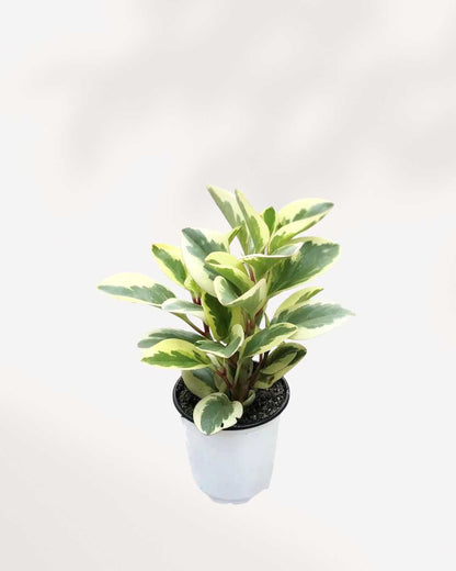 Peperomia Obtusifolia Marble 4" Pot - Small
