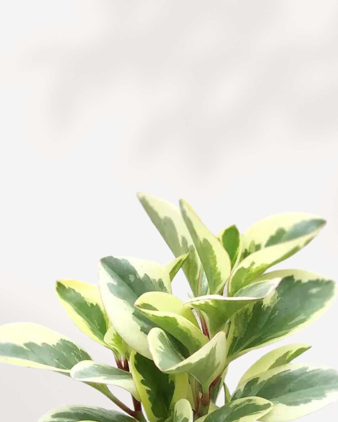 Close-up of Peperomia Obtusifolia Marble's glossy marbled leaves