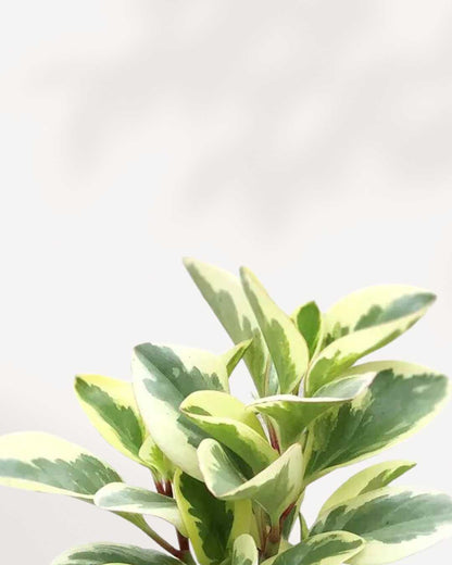 Close-up of Peperomia Obtusifolia Marble's glossy marbled leaves