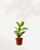 Peperomia Obtusifolia Marble 2.5" Pot - XSmall