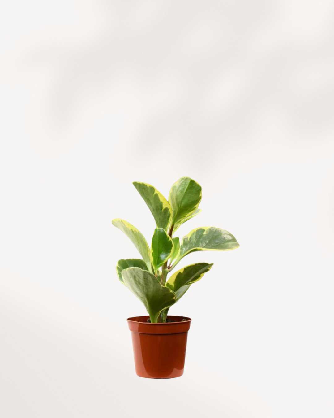 Peperomia Obtusifolia Marble 2.5" Pot - XSmall