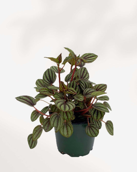 Peperomia Piccolo Banda 4" Pot - Small