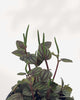 Close-up of Peperomia Piccolo Banda's silver and burgundy leaves