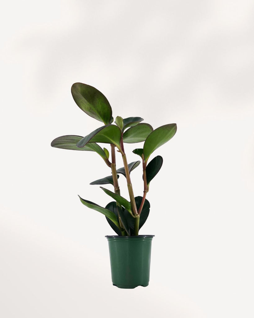 Peperomia Red Margin plant with green red-edged leaves