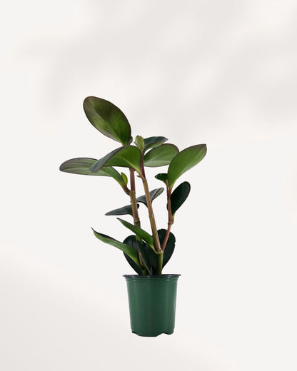 Peperomia Red Margin plant with green red-edged leaves