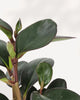 Peperomia Red Margin plant in a small pot