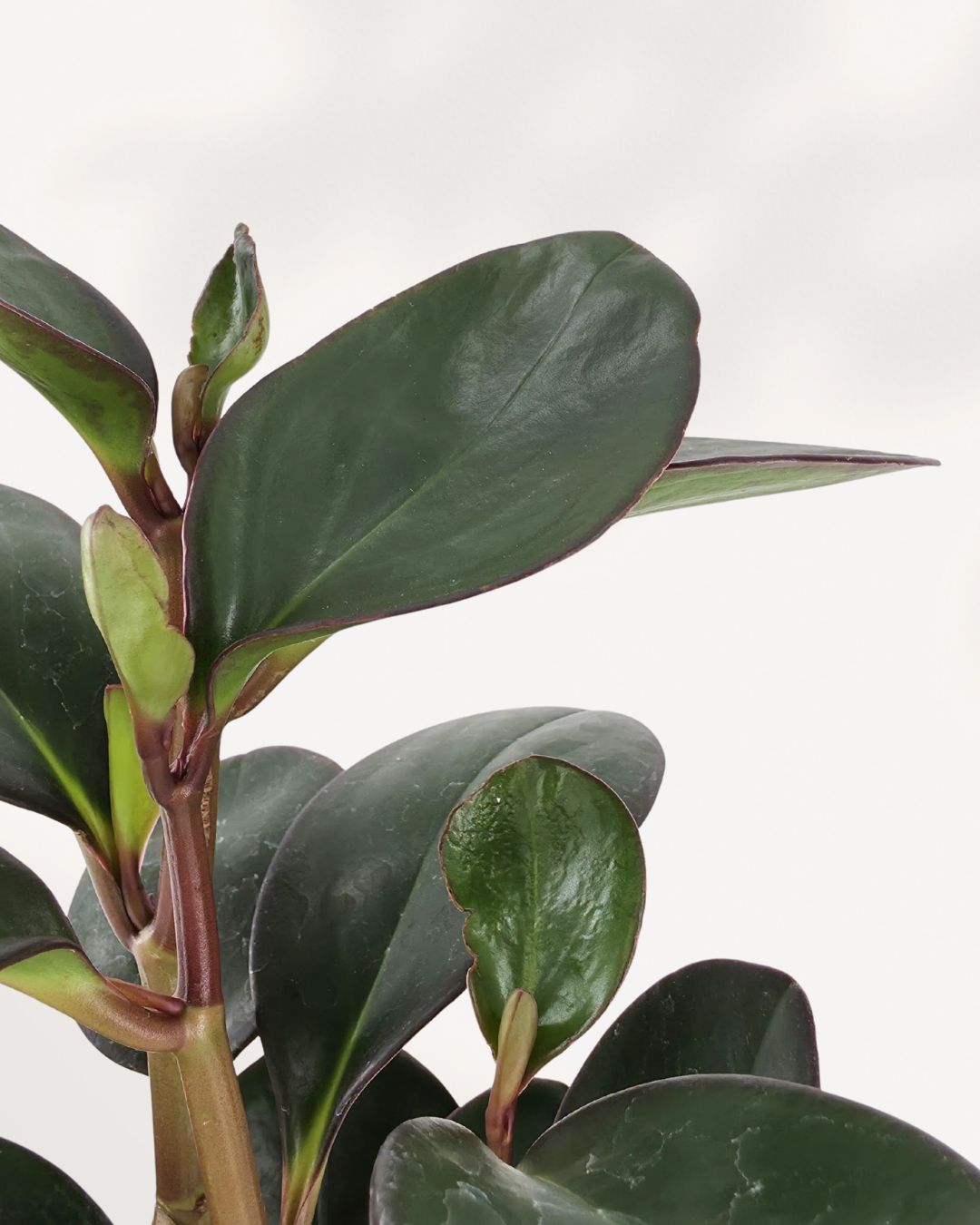 Peperomia Red Margin plant in a small pot