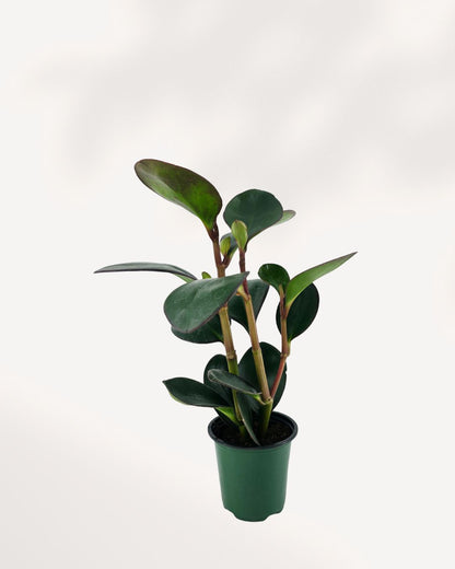 Top view of Peperomia Red Margin showing leaf pattern