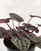 Top view of Peperomia Red Ripple Luna showing leaf pattern