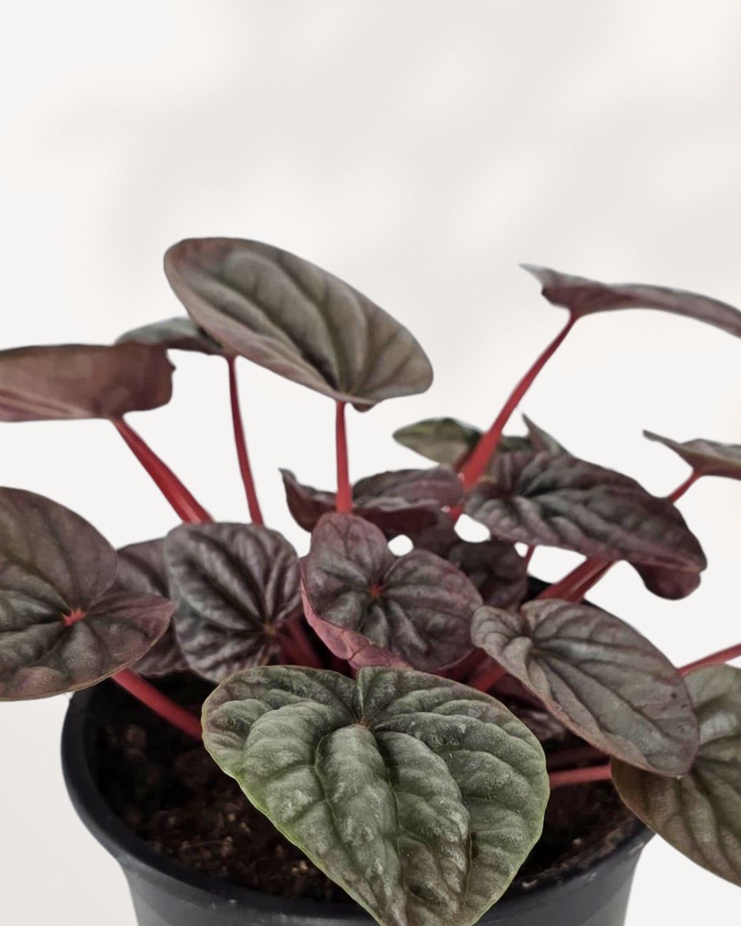 Top view of Peperomia Red Ripple Luna showing leaf pattern
