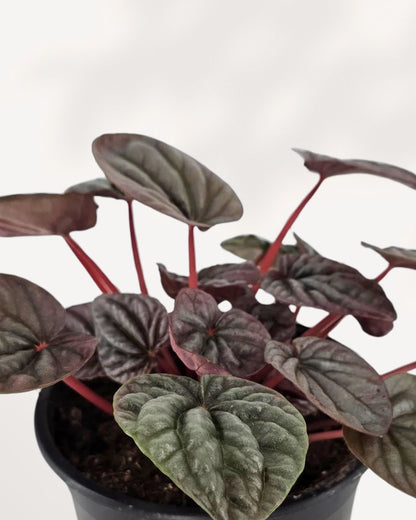 Top view of Peperomia Red Ripple Luna showing leaf pattern