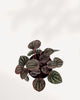 Peperomia Red Ripple Luna full plant view