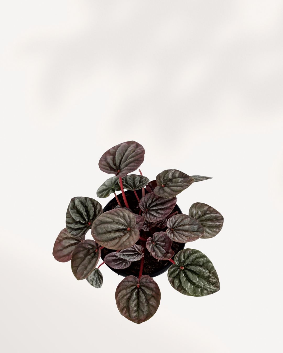 Peperomia Red Ripple Luna full plant view