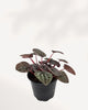 Peperomia Red Ripple Luna plant in a small pot