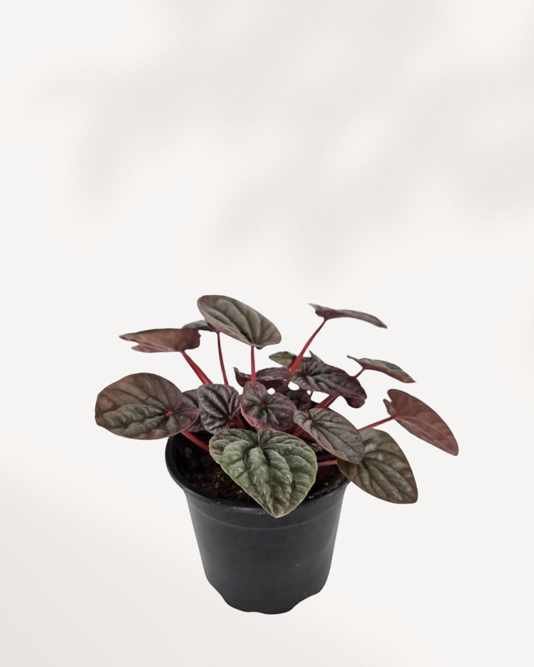 Peperomia Red Ripple Luna plant in a small pot