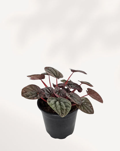 Peperomia Red Ripple Luna plant in a small pot