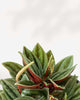 Peperomia Rosso plant with red undersided leaves