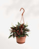 Peperomia Rosso 4" - Hanging Basket