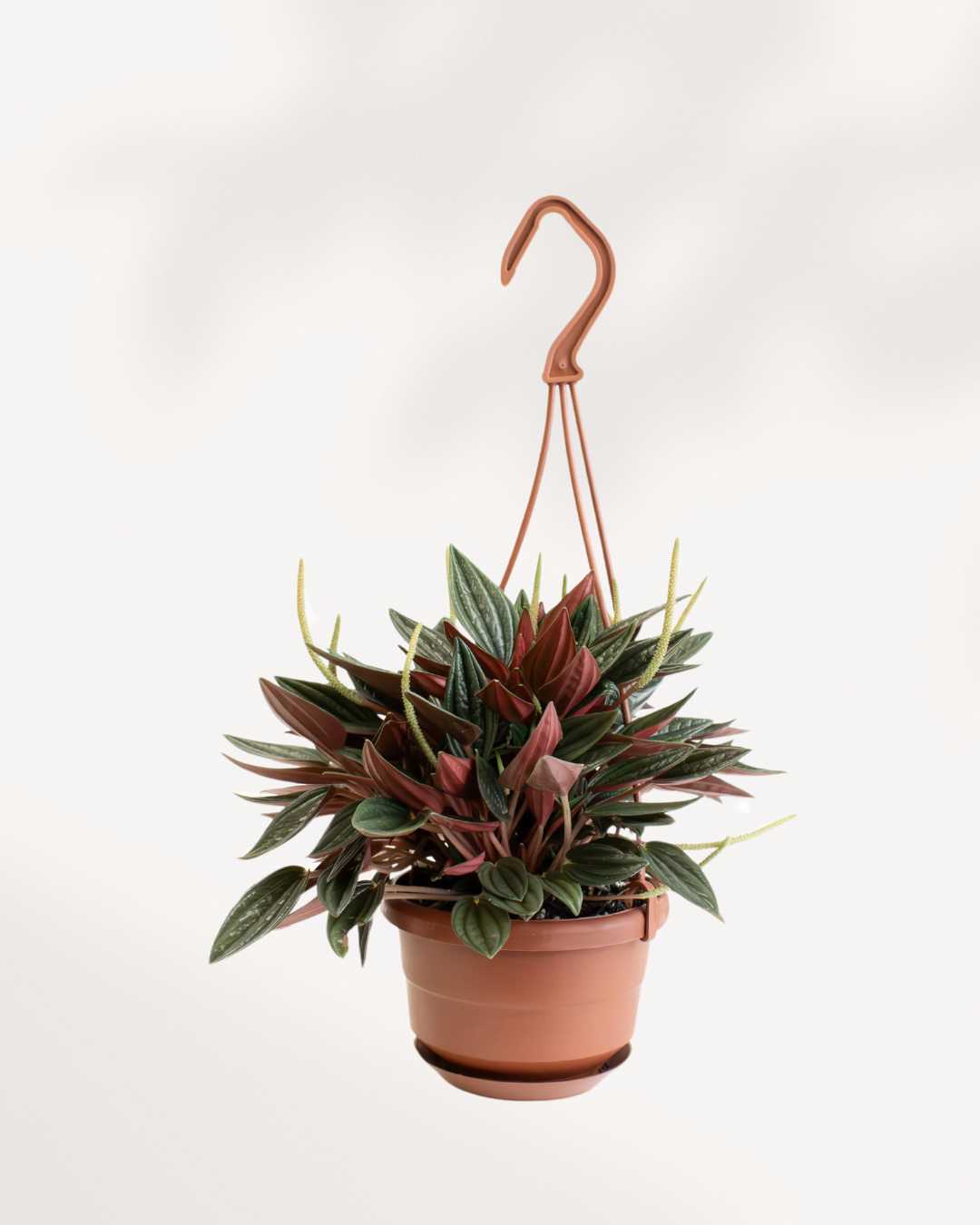 Peperomia Rosso 4" - Hanging Basket