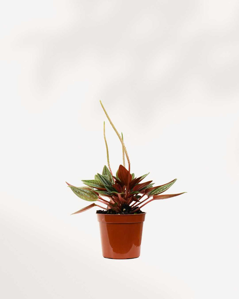 Peperomia Rosso 4" Pot - XSmall