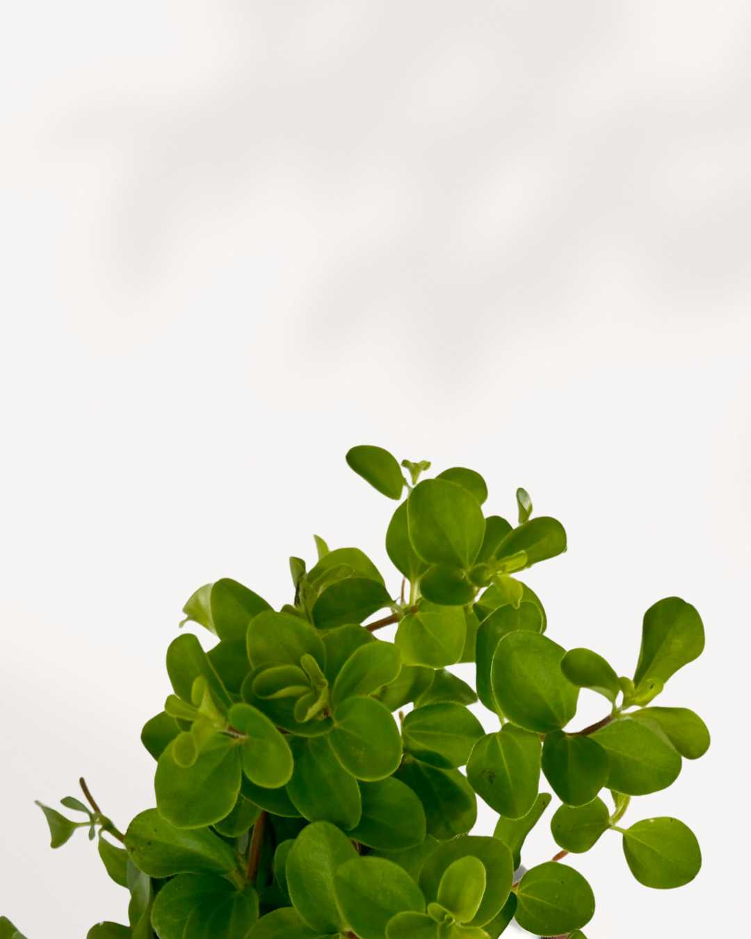 Close-up of Peperomia Rotundifolia's round trailing leaves