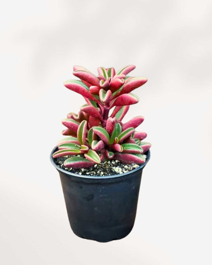 Peperomia Ruby Glow top front view, healthy houseplant with rich leaf texture, ideal for small indoor spaces and collectors in Toronto GTA