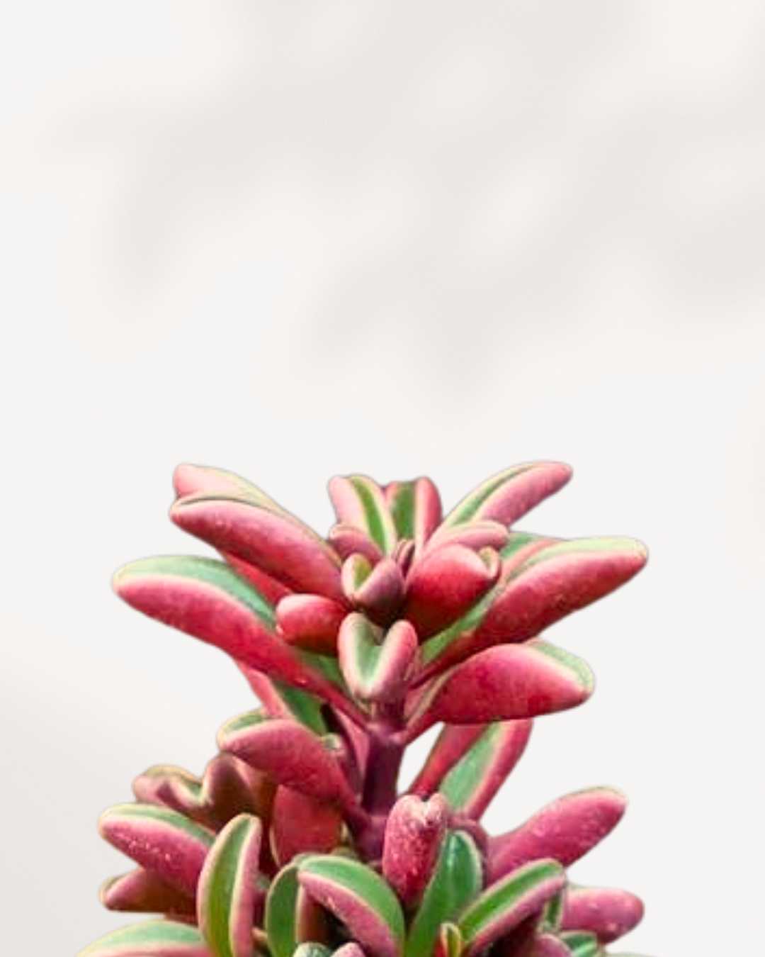 Peperomia Ruby Glow close up, detailed view of glossy leaves and natural texture, premium indoor plant available in Richmond Hill GTA