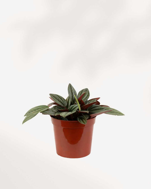Peperomia San Marino 4" Pot - XSmall