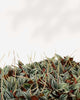 Close-up of Peperomia San Marino's silver-streaked leaves