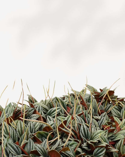 Close-up of Peperomia San Marino's silver-streaked leaves