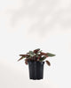 Peperomia Santorini showing rippled variegated leaves