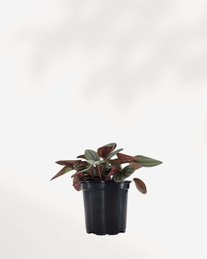 Peperomia Santorini showing rippled variegated leaves