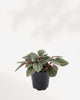 Peperomia Santorini plant in a small pot