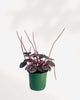 Peperomia Schumi Red 3.5" Pot - Small