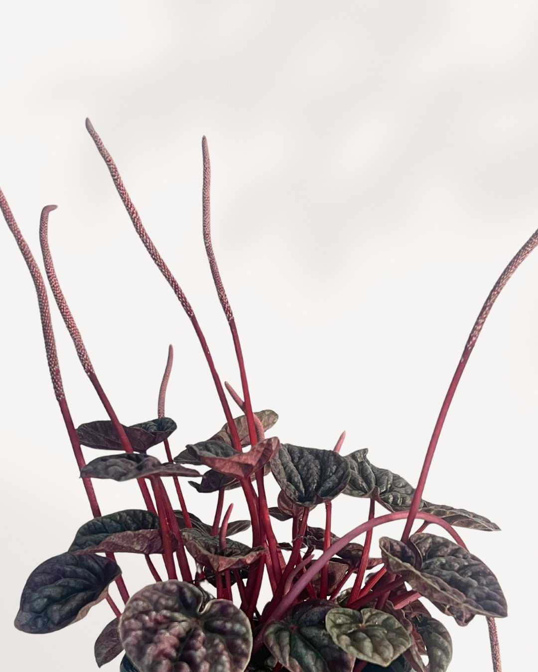 Close-up of Peperomia Schumi Red's burgundy rippled leaves