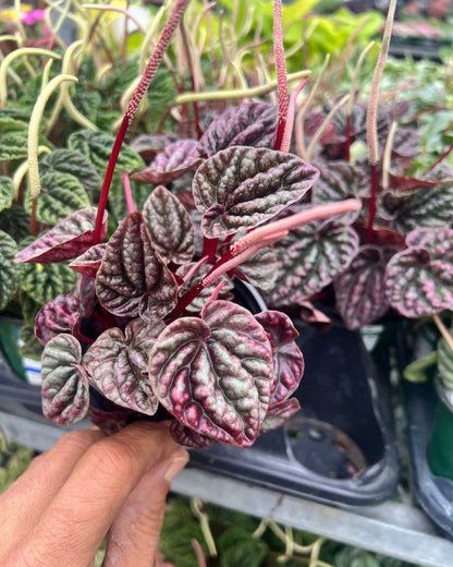 Peperomia Schumi Red plant in a small pot