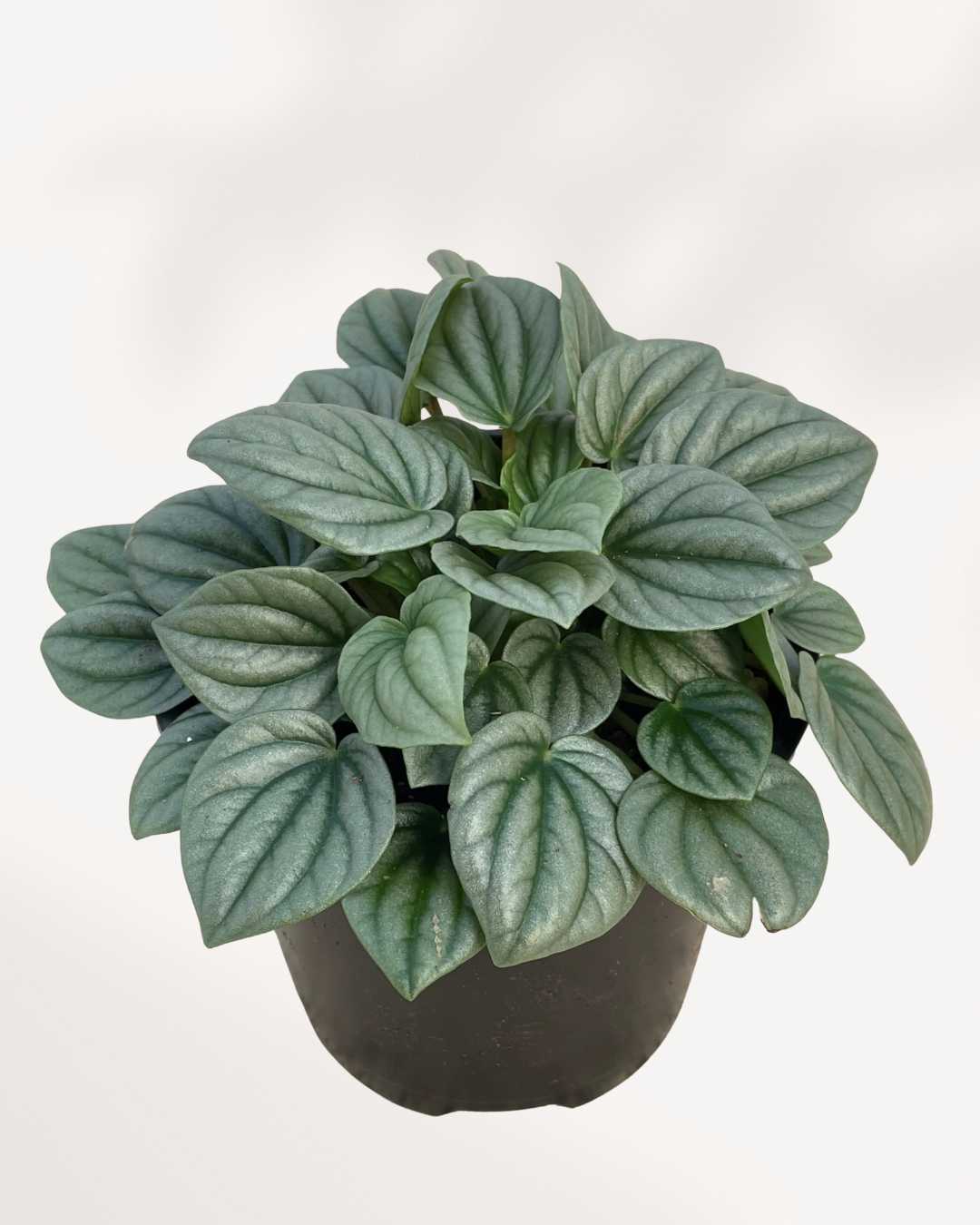 Peperomia Silver Frost 4" Pot - Small