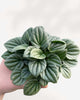Peperomia Silver Frost plant in a small pot