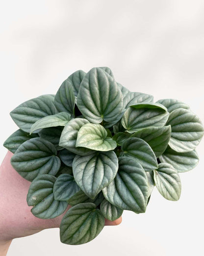 Peperomia Silver Frost plant in a small pot
